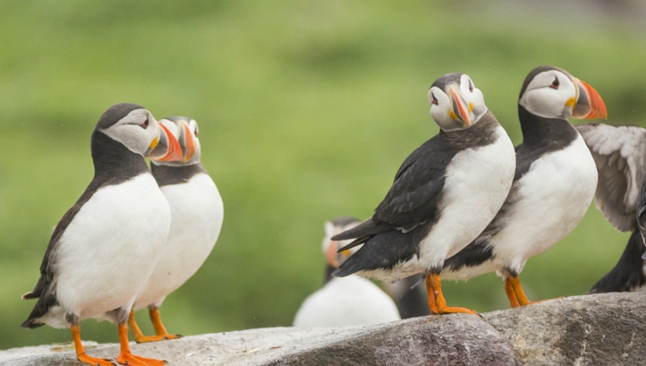 More than four in ten species have experienced population decline since 1970, including puffins (pictured). Image: the National Trust